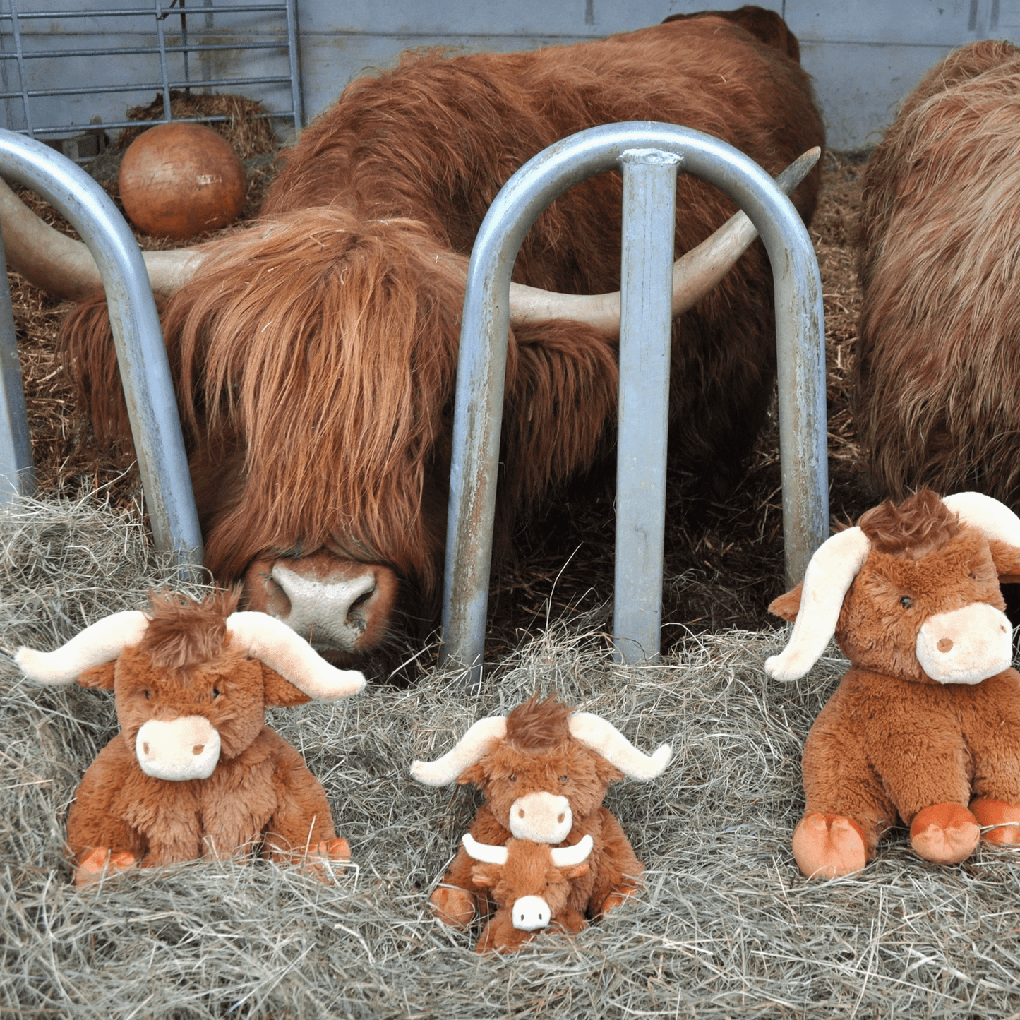 Mini Highland Cow Plush Toy – Soft & Cute Highland Cow Teddy | Premium Gift Box from The Gifting Suite | Australia