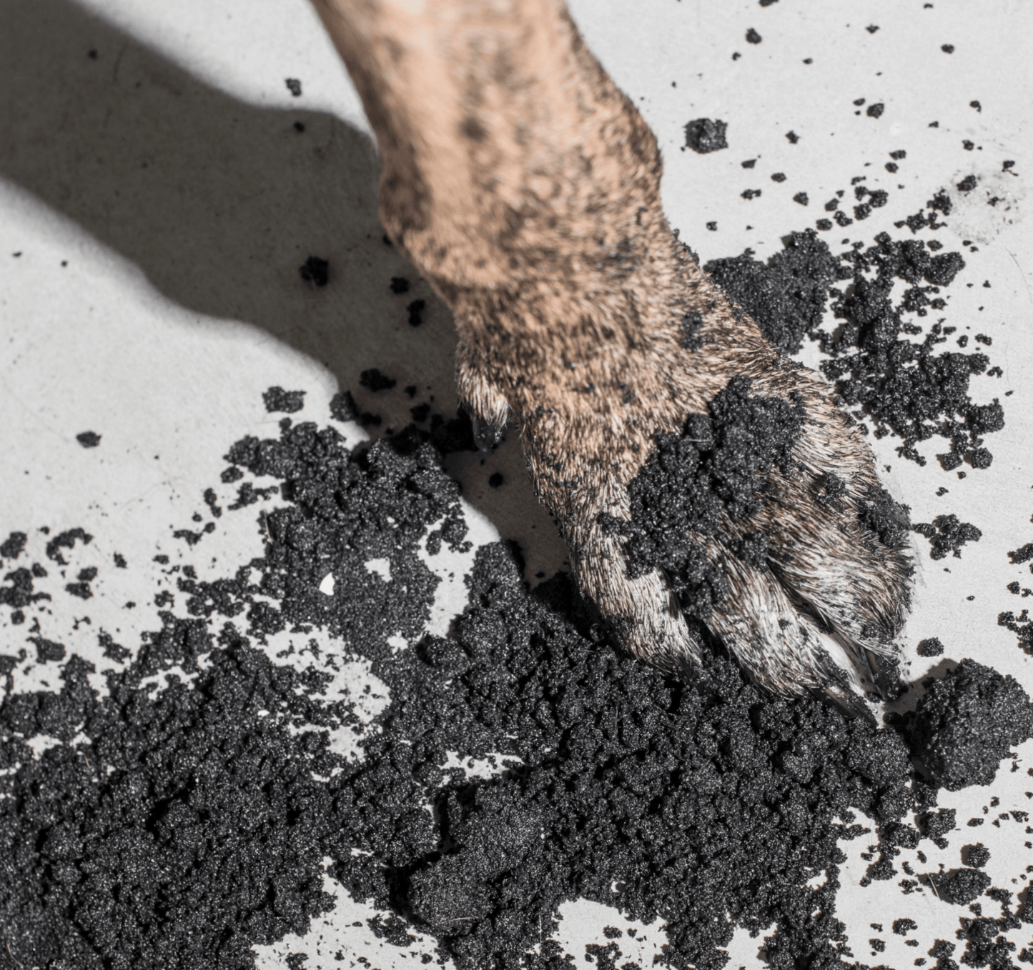 Purify Dog Scrub – Charcoal, Sandalwood & Lavender | Premium Gift Box from The Gifting Suite | Australia