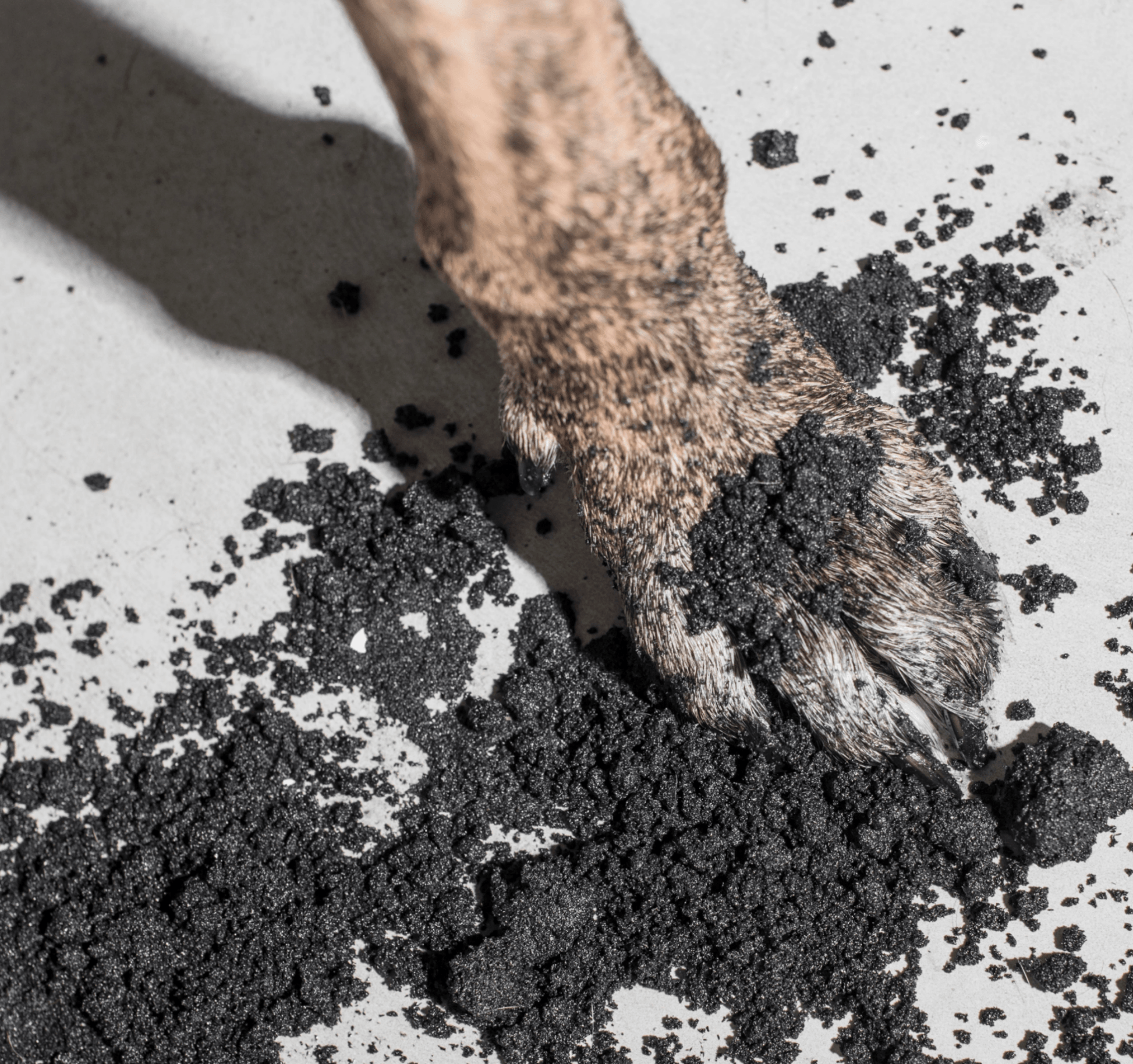 Purify Dog Scrub – Charcoal, Sandalwood & Lavender | Premium Gift Box from The Gifting Suite | Australia